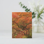 紅葉したイロハモミジ ポストカード (スタンド正面)
