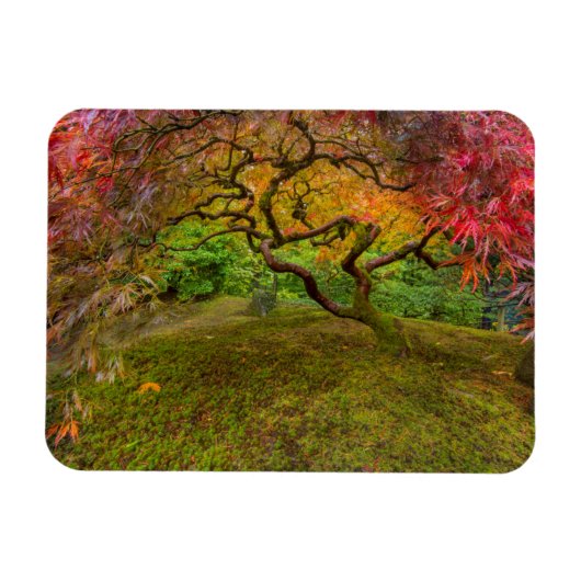 紅葉したイロハモミジ マグネット (横)
