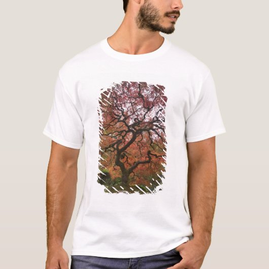 紅葉したイロハモミジ Tシャツ (正面)