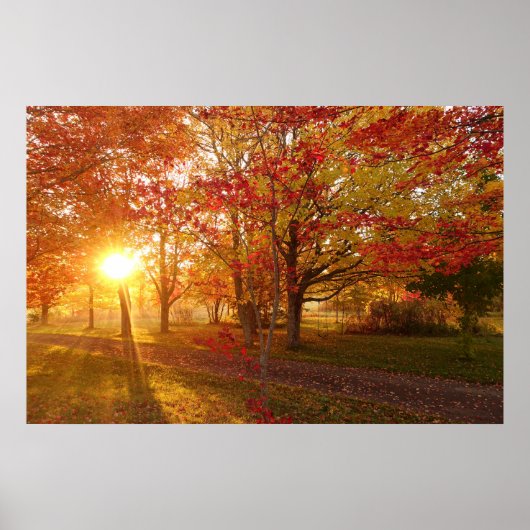 紅葉したカエデの木々を抜ける陽の光 ポスター (正面)