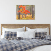 紅葉したカエデの木 キャンバスプリント (インサイチュ (寝室))