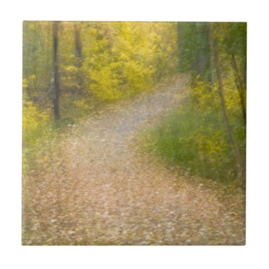 紅葉した木々と落ち葉に覆われた小道 タイル (正面)