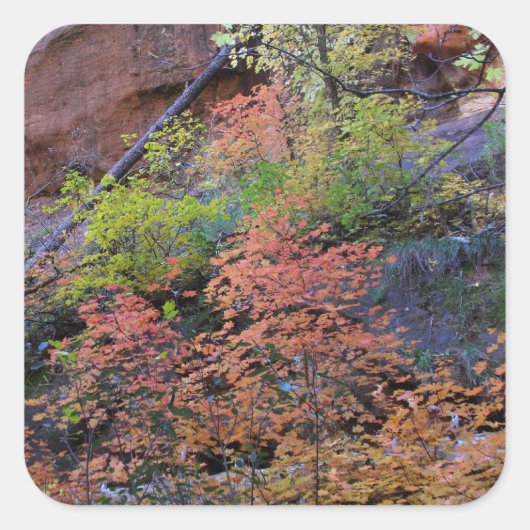 紅葉すべてのまわりに スクエアシール (正面)