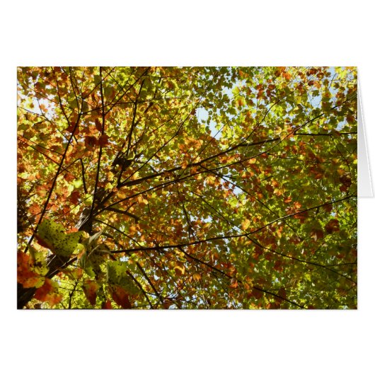 紅葉するカエデの木の緑と黄金色の秋の色 (正面横)