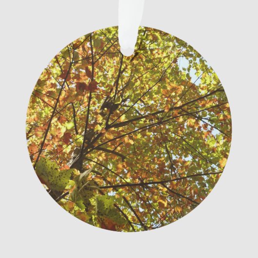 紅葉するカエデの木の緑と黄金色の秋の色 オーナメント (正面)