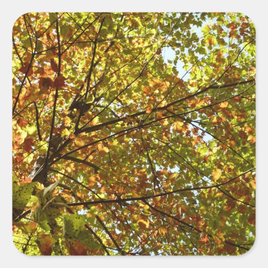 紅葉するカエデの木の緑と黄金色の秋の色 スクエアシール (正面)