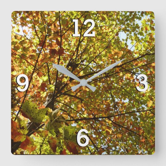 紅葉するカエデの木の緑と黄金色の秋の色 スクエア壁時計 (正面)