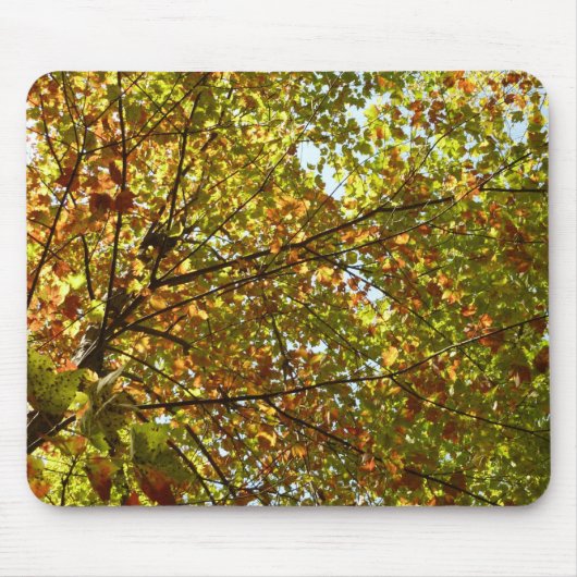 紅葉するカエデの木の緑と黄金色の秋の色 マウスパッド (正面)