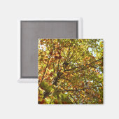 紅葉するカエデの木の緑と黄金色の秋の色 マグネット (正面/裏面)