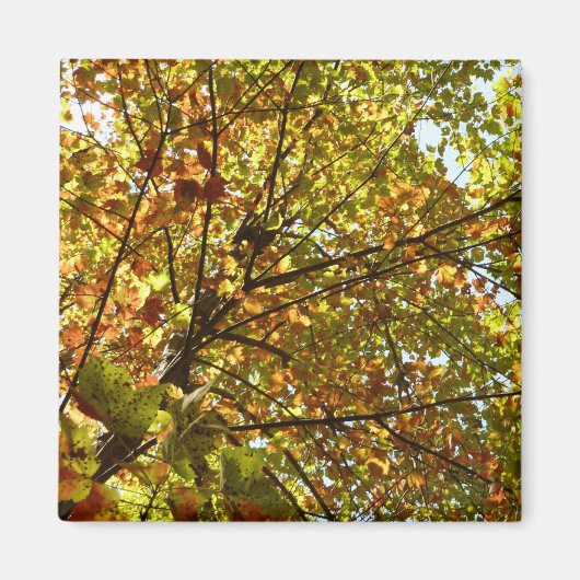 紅葉するカエデの木の緑と黄金色の秋の色 マグネット (正面)