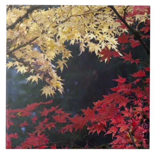 紅葉するカエデの木 タイル (正面)