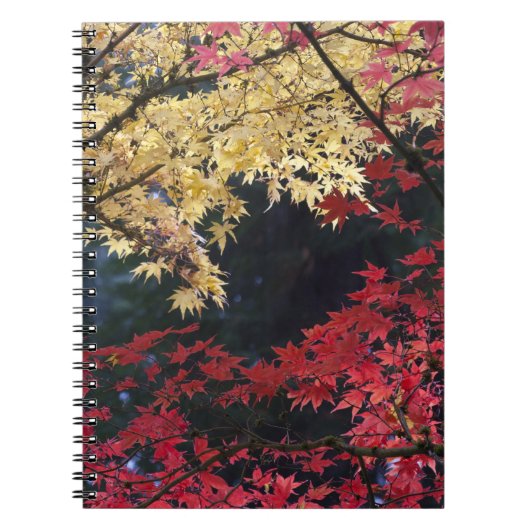 紅葉するカエデの木 ノートブック (正面)