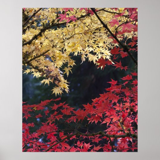 紅葉するカエデの木 ポスター (正面)