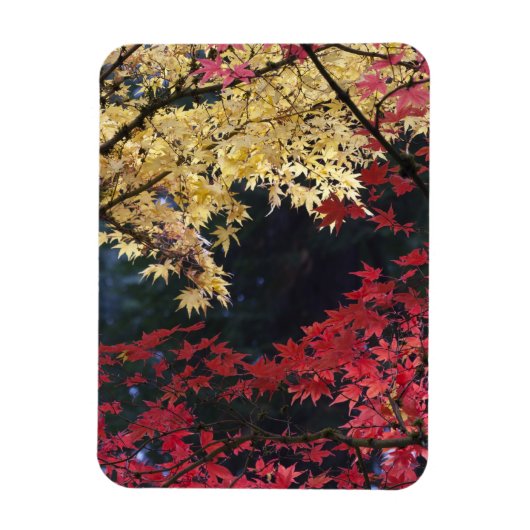 紅葉するカエデの木 マグネット (縦)