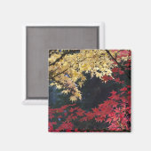 紅葉するカエデの木 マグネット (正面/裏面)