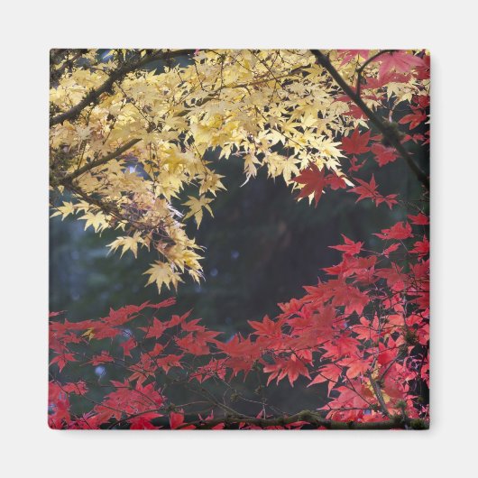 紅葉するカエデの木 マグネット (正面)