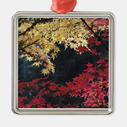 紅葉するカエデの木 メタルオーナメント (正面)