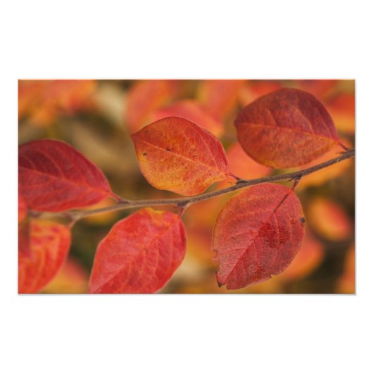紅葉で覆われた小枝 フォトプリント            (正面)