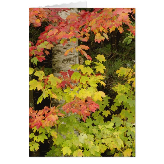 紅葉ともちのき、白 (正面)