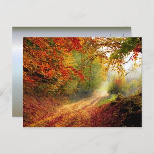 紅葉と木が未舗装道路を覆う ポストカード (正面/裏面)