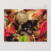 紅葉と落ち葉、栗とキノコの写真 ポストカード (正面)