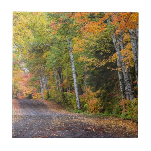 紅葉に覆われた砂利道 タイル (正面)