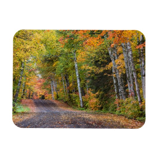 紅葉に覆われた砂利道 マグネット (横)