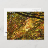 紅葉のキャノピーI黄色の秋自然 ポストカード (正面/裏面)