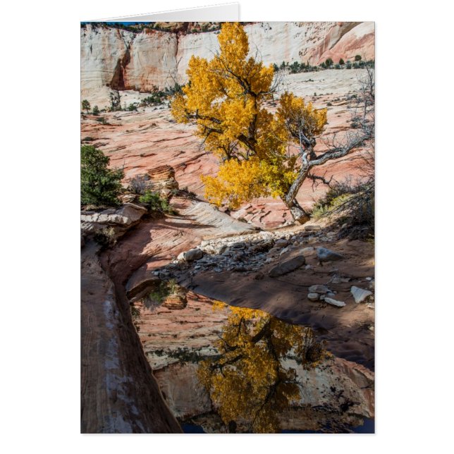 紅葉のコットンウッドの木 (正面)