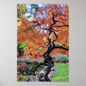 紅葉のレースリーフ和風楓の木の植物画 ポスター (正面)