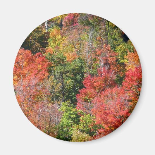 紅葉の丘の色彩豊かな秋の自然写真 マグネット (正面)