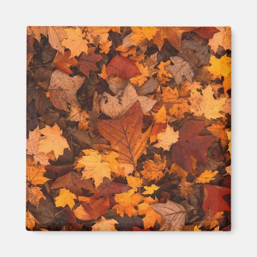 紅葉の写真 マグネット (正面)