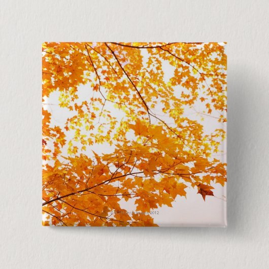 紅葉の反射 缶バッジ (正面)