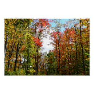 紅葉の木々と青空の秋の自然写真 ポスター