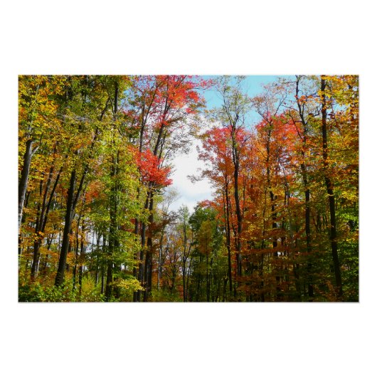 紅葉の木々と青空の秋の自然写真 ポスター (正面)