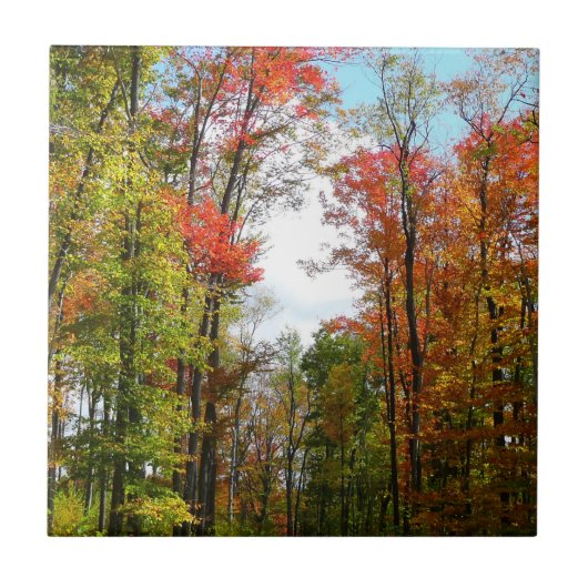 紅葉の木と青空の秋の自然写真 タイル (正面)