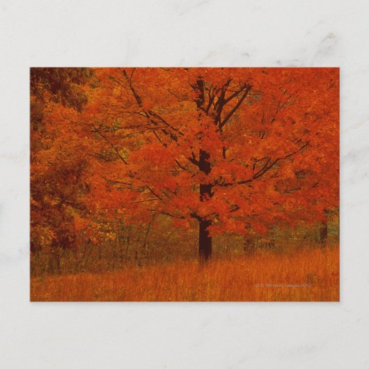 紅葉の木 ポストカード (正面)
