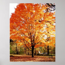 紅葉の木、秋のメープルの木のポスター