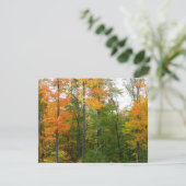 紅葉の木 秋の自然写真 (スタンド正面)