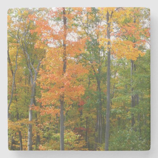 紅葉の木 秋の自然写真 ストーンコースター (正面)
