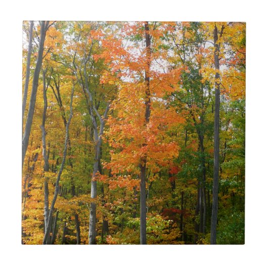 紅葉の木 秋の自然写真 タイル (正面)