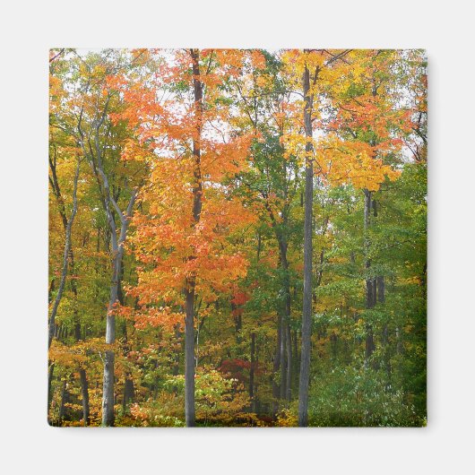 紅葉の木 秋の自然写真 マグネット (正面)
