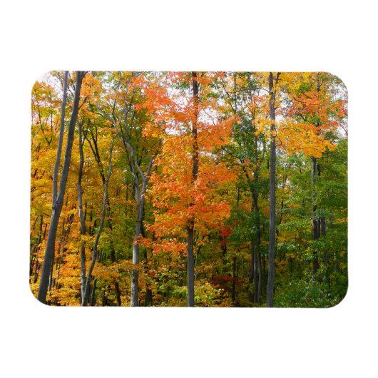 紅葉の木 秋の自然写真 マグネット (横)