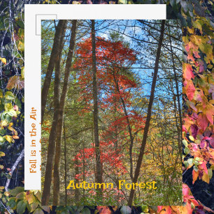 紅葉の森の風景写真撮影 ポストカード