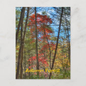 紅葉の森の風景写真撮影 ポストカード (正面)
