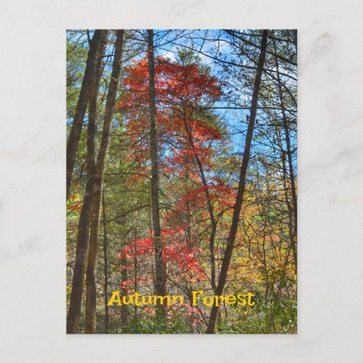 紅葉の森の風景写真撮影 ポストカード (正面)