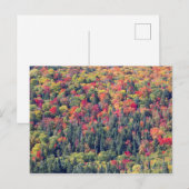 紅葉の森の風景 ポストカード (正面/裏面)