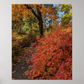 紅葉の植物園を散策 ポスター (正面)