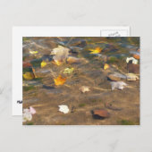 紅葉の池の水の自然写真 ポストカード (正面/裏面)
