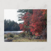 紅葉の池　自然写真撮影 ポストカード (正面)